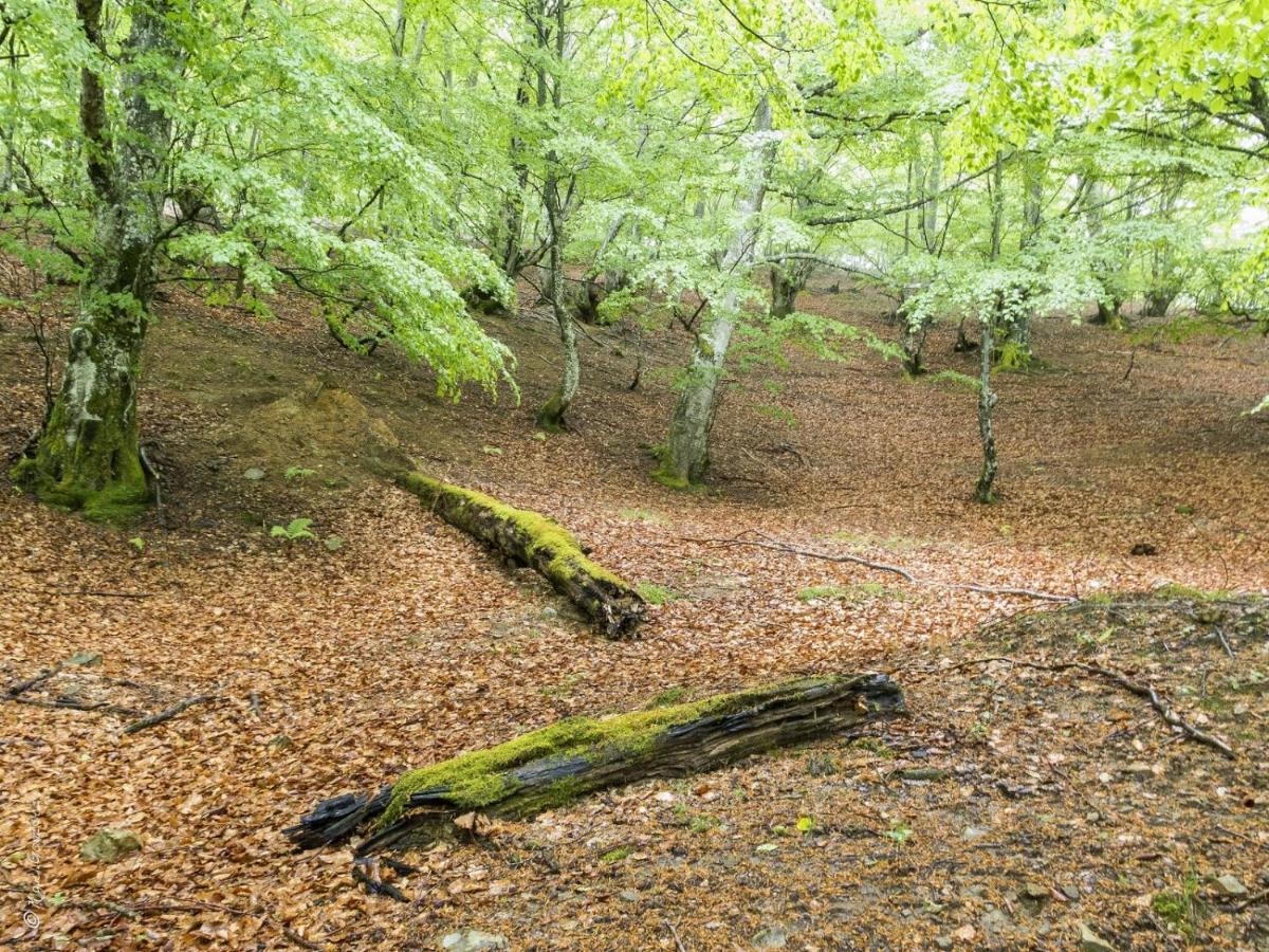 Apto. De Montana La Campa En Felechosa Esterno foto